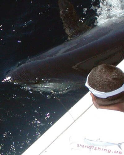Shark Fishing with Captain Mike Schmidt